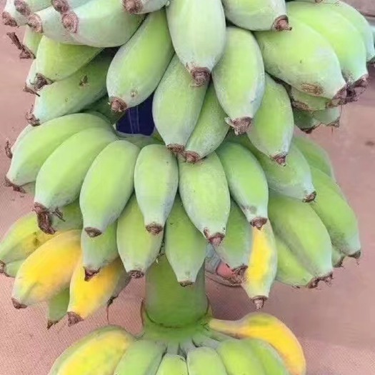 灵山县皇帝蕉苗 粉蕉苗 红香蕉苗 威廉斯6B香蕉苗 中蕉九号香蕉苗