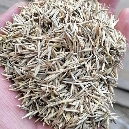 披碱草种子