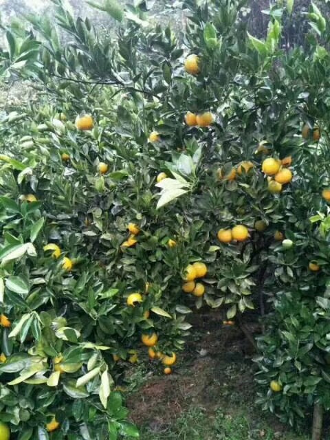 永兴县冰糖橙 冰糖甜橙