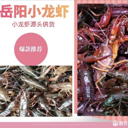 岳阳县 湖南岳阳养殖场直供小龙虾