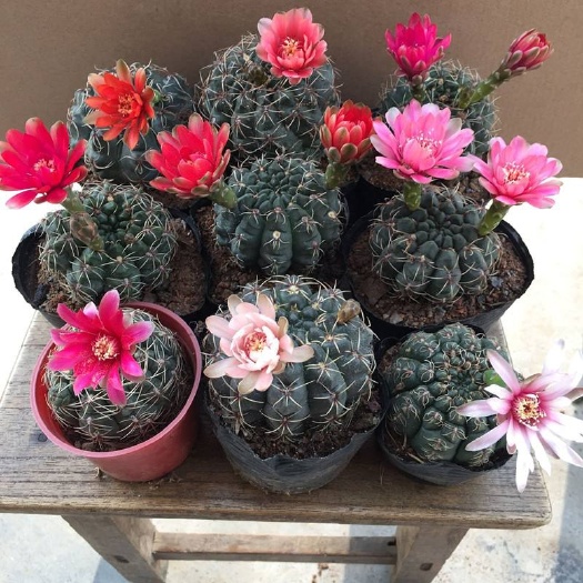 非花玉  仙人球 菲花玉 基地批发