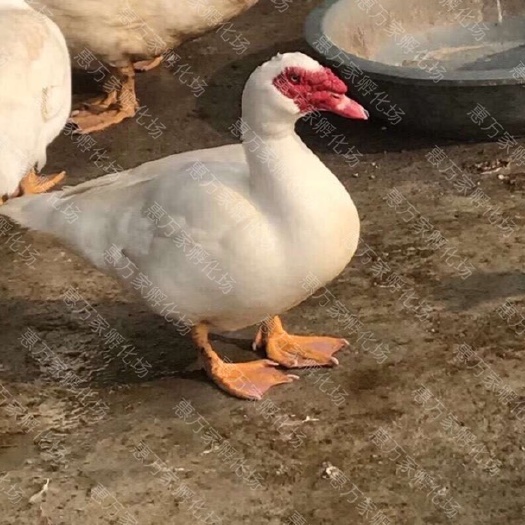 南宁大种白番鸭苗 红嘴鸭苗 厂家批发