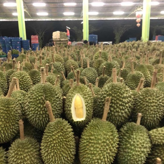 昆明 泰国正宗金枕头榴莲 原厂地直发