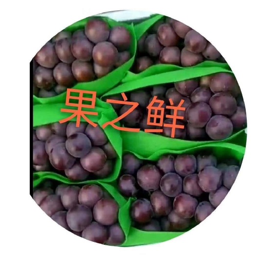 饶阳县乒乓球葡萄 1.5- 2斤 5%以下 1次果