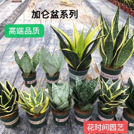 虎皮兰  虎尾兰 加仑盆 规格齐全基地直销