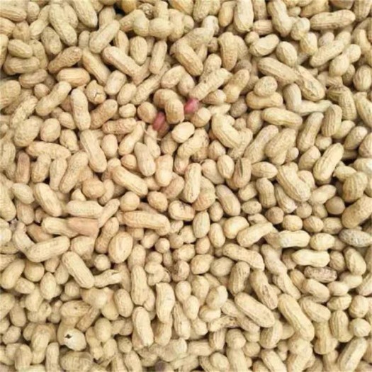 红安县 炒花生带壳 19年新鲜花生现炒现发农家铁锅原味炒熟花