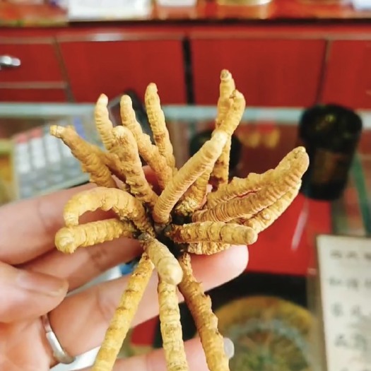 久治县冬虫夏草