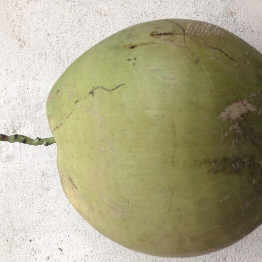 琼海市海椰子 纯绿色食品，