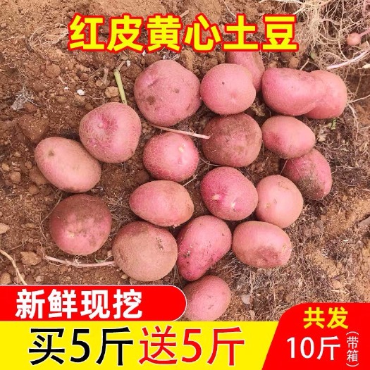 昆明云南新鲜小土豆当季蔬菜洋芋5斤9斤电商微商一件代发 包邮