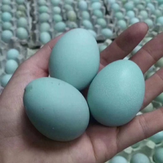 南宁五黑一绿鸡苗 正宗五黑蛋鸡