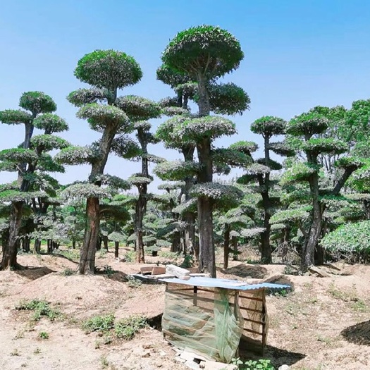 京山市 大量供应对接白蜡。京山本地货源。价格实惠。质量保证。