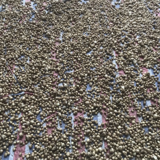 自贡 苦蕌，小蒜，野蒜