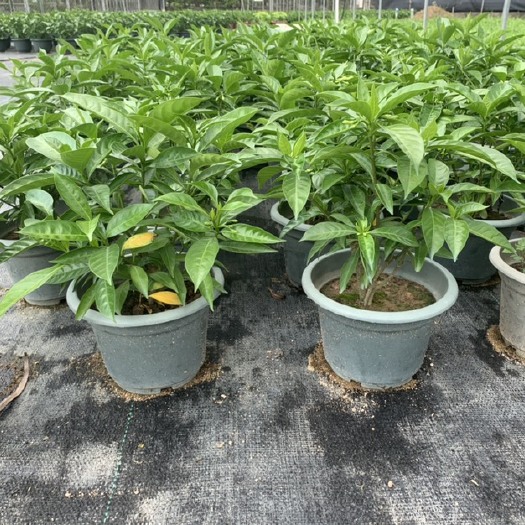 漳州马蹄香苗 丁香  各类高度均有 库存大量