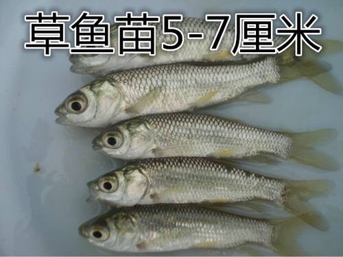 重庆市池塘草鱼 出售各种大小规格鱼苗，基地直供