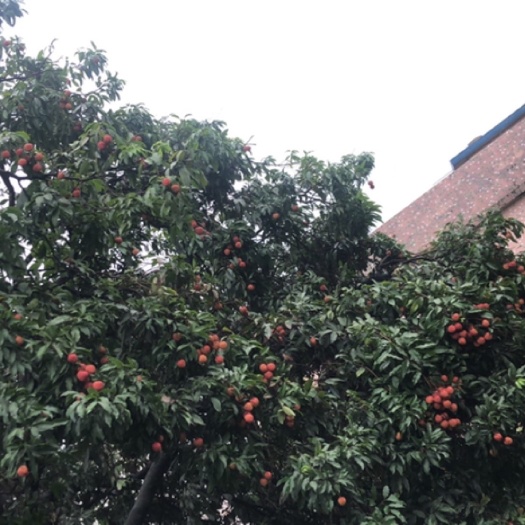 东莞市 荔枝