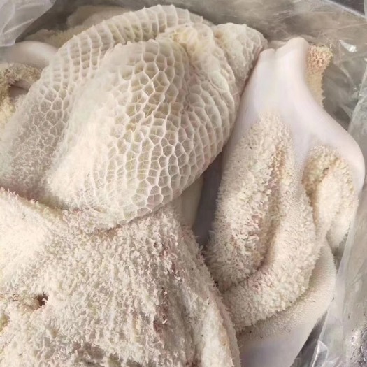 阳信县 全熟牛肚 半成品牛肚。可切丝 支持定做