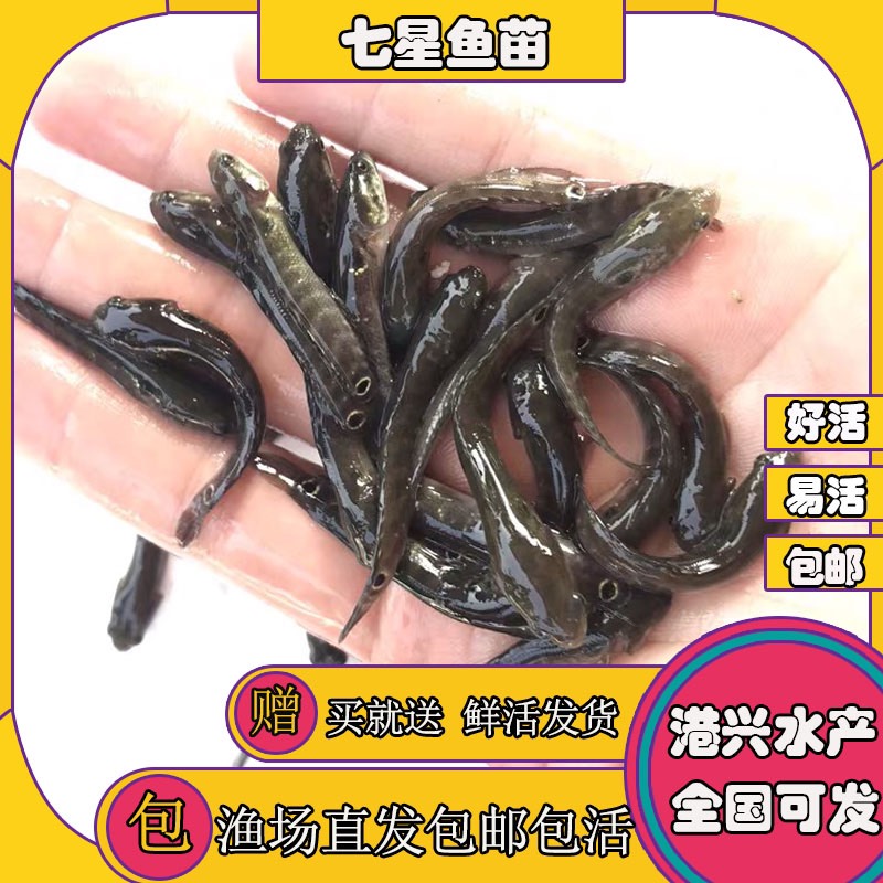  花星鱼苗七星鱼苗 中公鱼苗源头货源批发供应 高产优质无病害