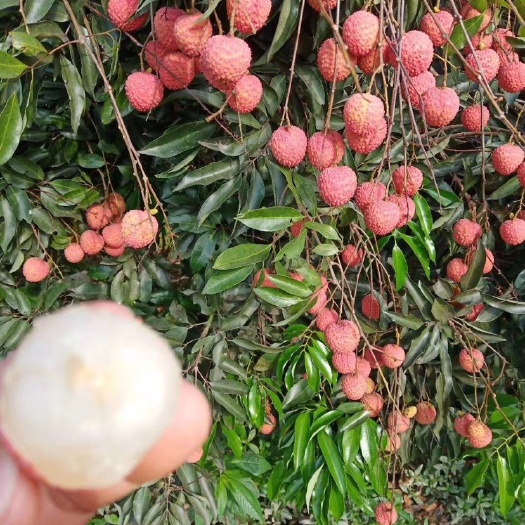 灵山县桂味荔枝 灵山桂味