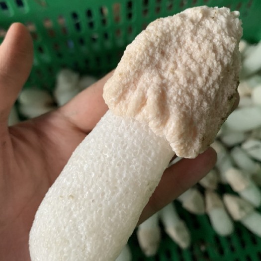 永丰县 特级竹荪干货，无硫天然