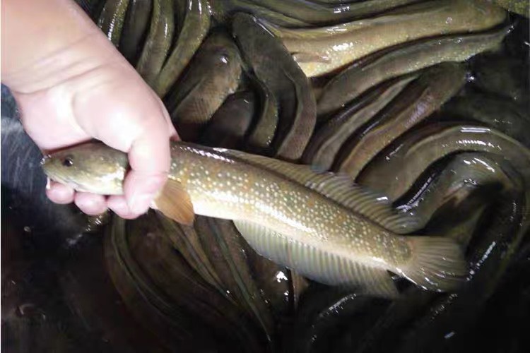  花星鱼苗七星鱼苗 中公鱼苗源头货源批发供应 高产优质无病害