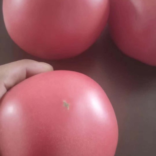 硬粉番茄苗  硬粉西红柿苗秋延早春品种抗病毒