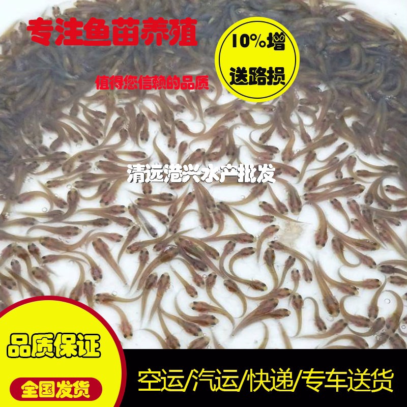  花星鱼苗七星鱼苗 中公鱼苗源头货源批发供应 高产优质无病害