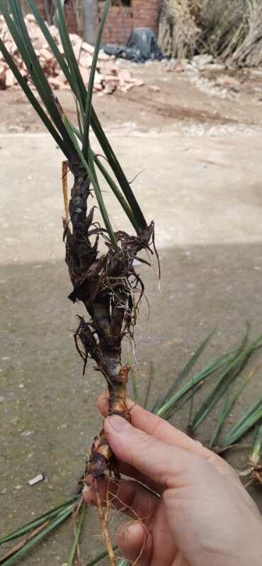 建瓯市石菖蒲苗 石菖蒲种苗