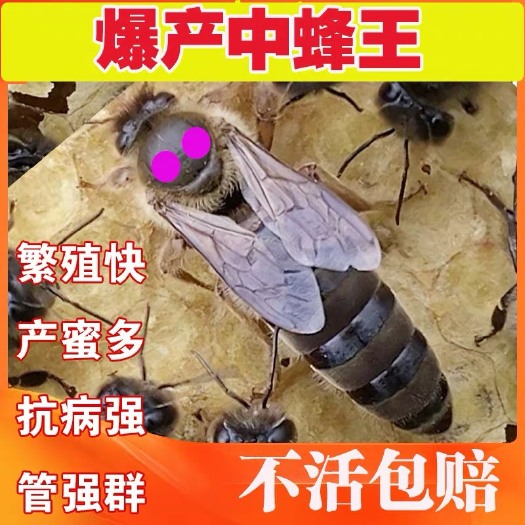 岚皋县中蜂