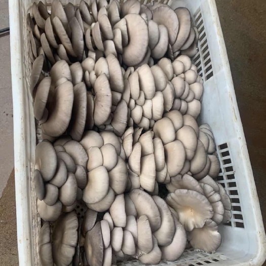 昔阳县鲜平菇