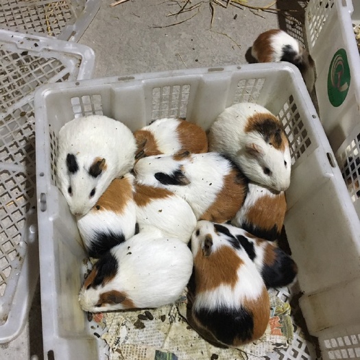 融安县荷兰鼠 荷兰猪，豚鼠