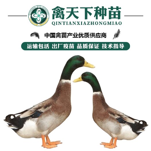 南宁优质麻鸭苗青头绿头 包打疫苗 运输包损耗 提供技术指导