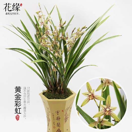南靖县建兰 新手推荐金边叶艺黄金彩虹 花大浓香室内盆栽花卉绿植 好养易活