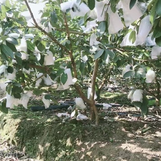 廉江市白心番石榴 150-200克