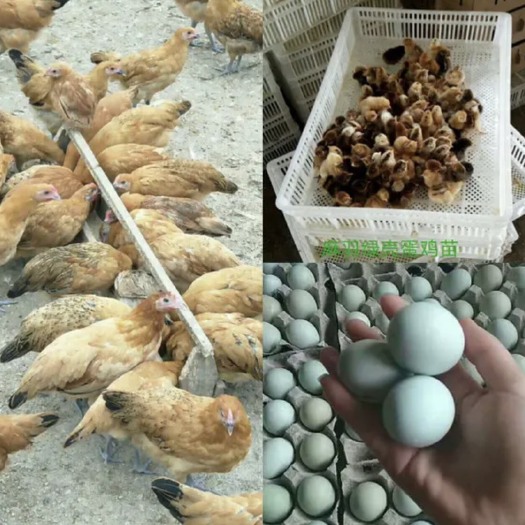 昆明云南纯种麻羽绿壳蛋鸡苗