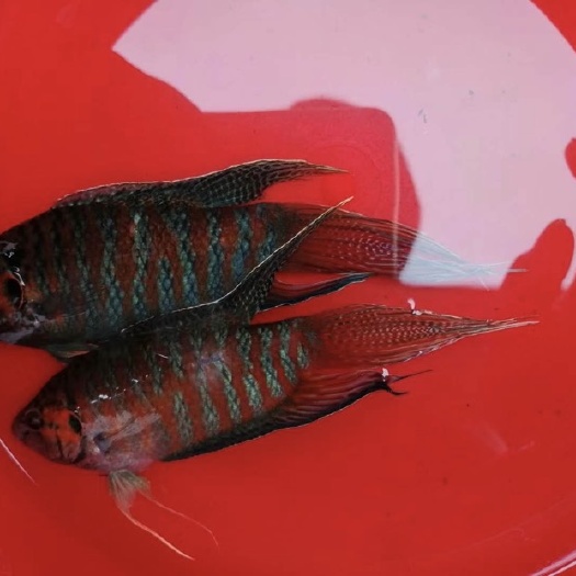 阳江 红蓝普叉斗鱼