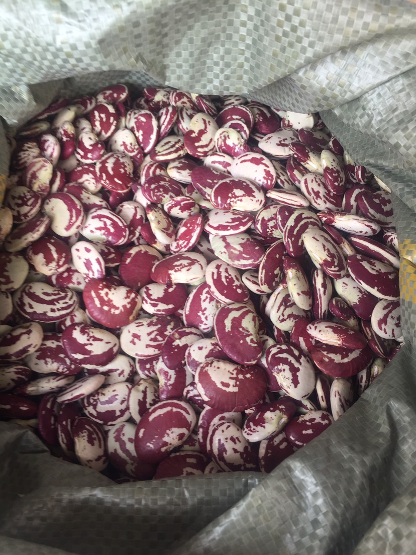 红豆  云南洱源荷包豆