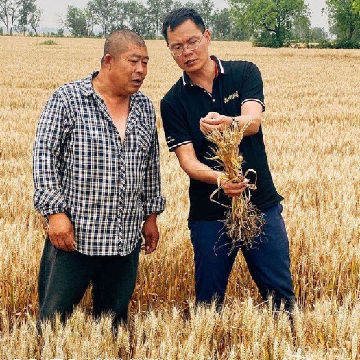 郑州水稻叶面肥 小麦多久喷施一次肥料？什么肥料效果好！