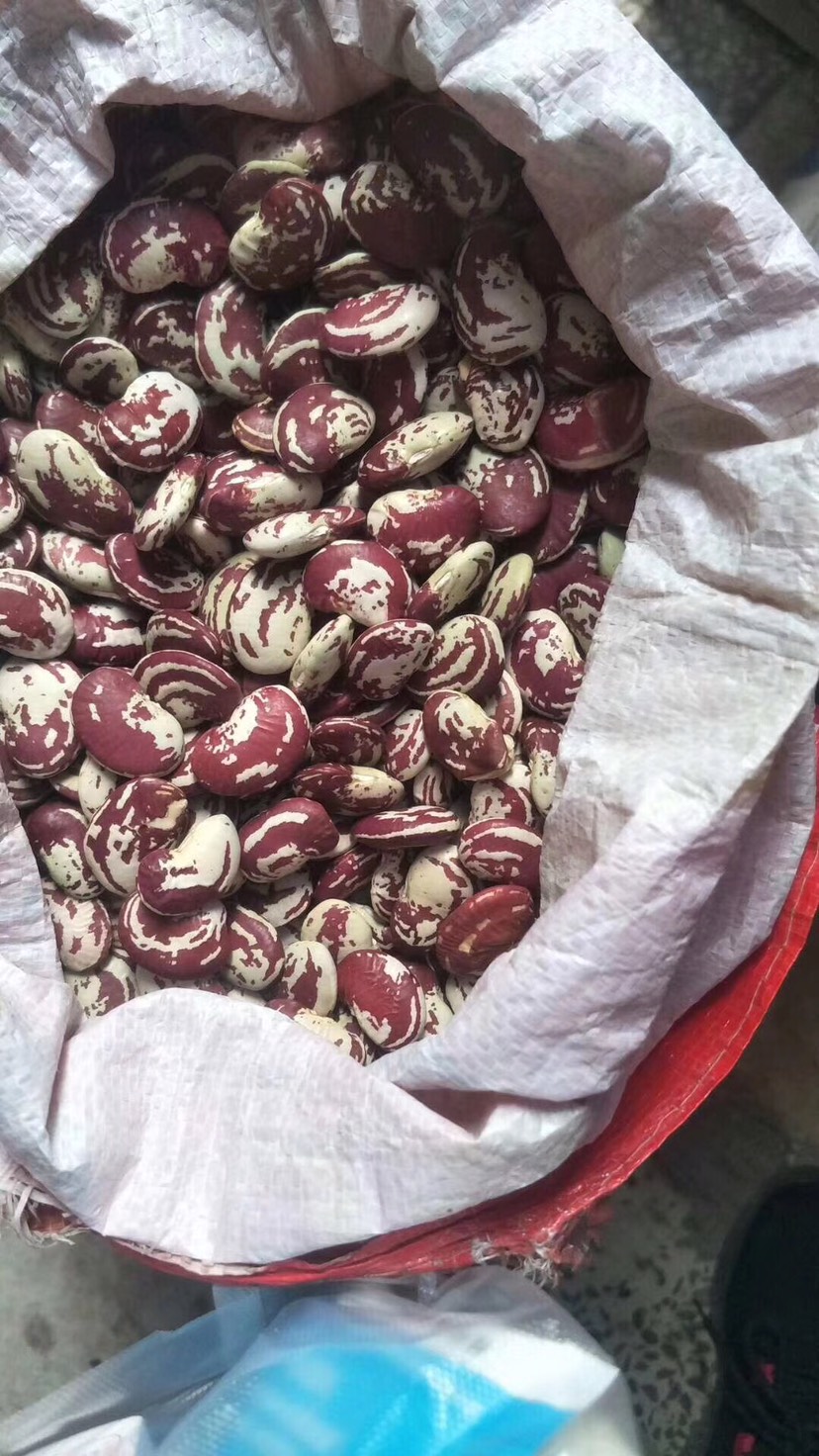 红豆  云南洱源荷包豆