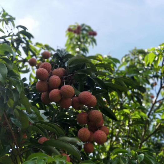 阳西县 荔枝#双肩玉荷包 肉厚 鲜甜
