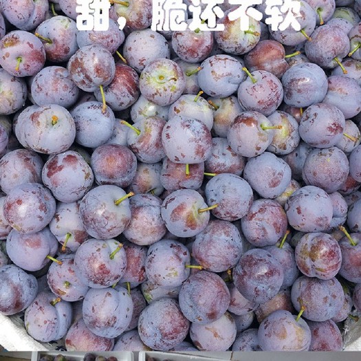 苍溪县五月脆李（凤凰李）脆甜爽口，果园直发，快递包邮