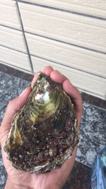 诏安县防城港生蚝 3-4两/只 2-3两/只 1-2两/只 4-5两/只 鲜活水产 海水