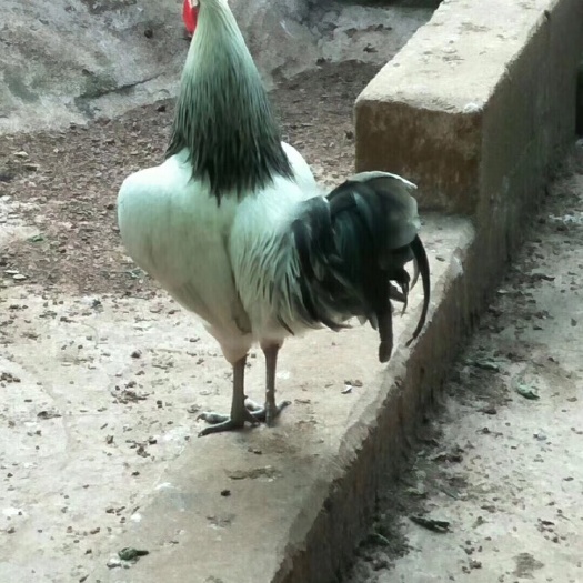 衡阳山鸡苗  鹊山鸡