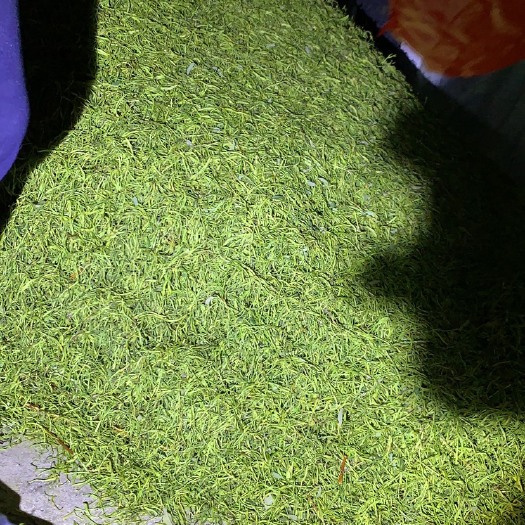 溆浦县山银花 湘蕾金银花52.5一斤怎么样低于％5杂枝