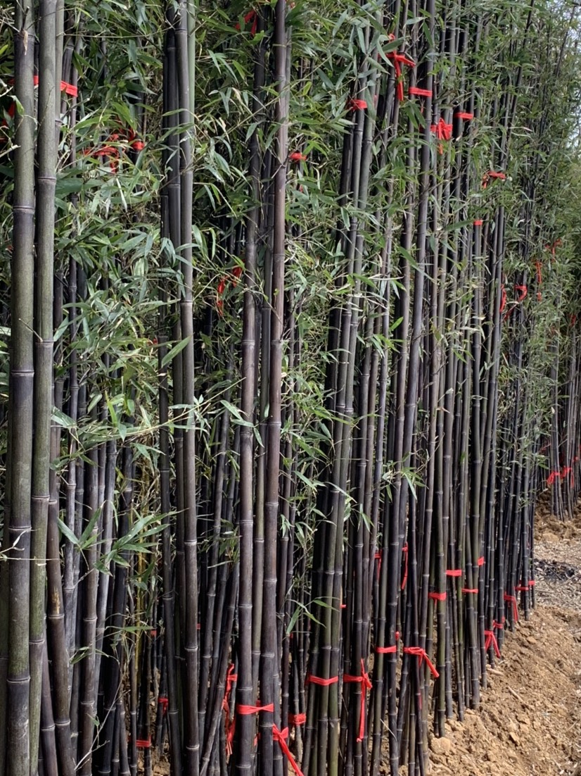  紫竹，黄茶，土地流转