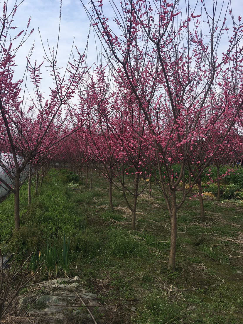 桃梅 低價批發(fā)梅花，高底分枝8到11Cm