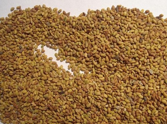 沭阳县苜蓿草 牧草之王——紫花苜蓿 基地直销