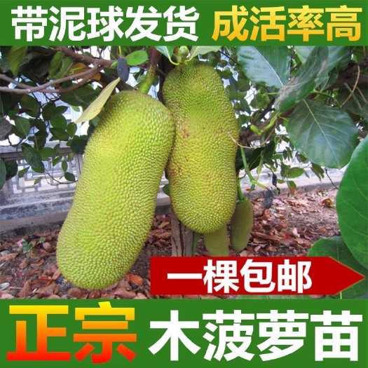 灵山县马来西亚一号菠萝蜜苗 菠萝蜜1号树苗 正宗嫁接菠萝蜜树苗 全年可种广西灵山县发货