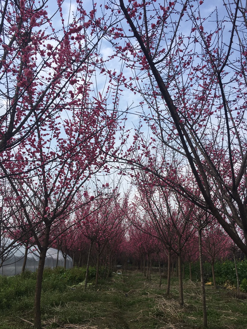 桃梅 低價批發(fā)梅花，高底分枝8到11Cm