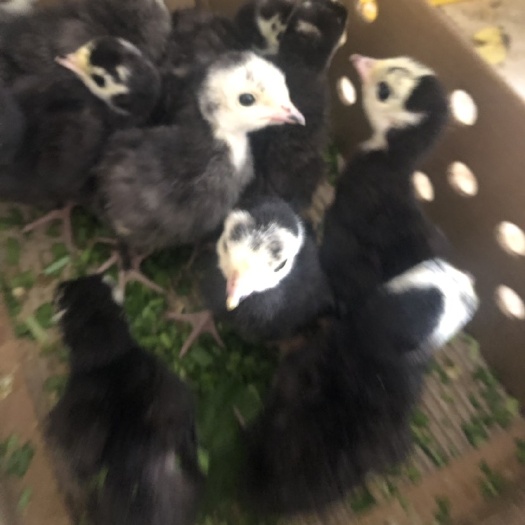 广州贝蒂娜火鸡苗 统货