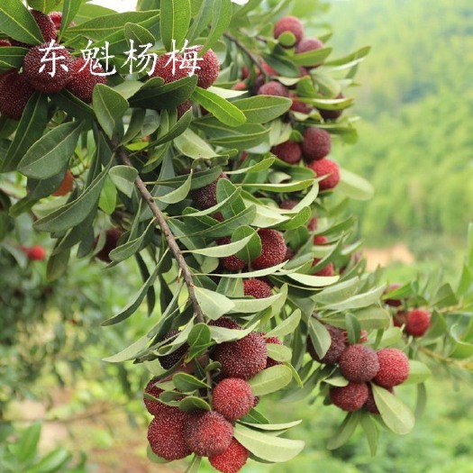 灵山县 杨梅树苗 嫁接水果树苗盆栽大东魁杨梅苗南方种